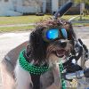 Dog Glasses Small Large Dog Goggles Dog UV Sunglasses Windproof Waterproof Long Snout Dogs Mask with Soft Frame Adjustable Straps Black