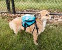 Pet Life 'Waggler Hobbler' Harness Style Backpack With Large-Pocket Comparts Dog Harness