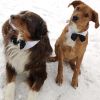 Formal Look of a Black Satin Bowtie Collar for your Dog on your special occasion