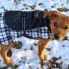 Alpine All-Weather Waterproof Jacket Coat with Plane and Plaid Accents for your Dog Coat