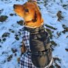 Alpine All-Weather Waterproof Jacket Coat with Plane and Plaid Accents for your Dog Coat