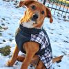 Alpine All-Weather Waterproof Jacket Coat with Plane and Plaid Accents for your Dog Coat