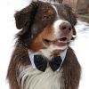 Formal Look of a Black Satin Bowtie Collar for your Dog on your special occasion