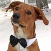 Formal Look of a Black Satin Bowtie Collar for your Dog on your special occasion